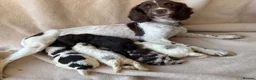 Sproodle dogs for sale: F1 Sproodle Puppies  - Advert 13