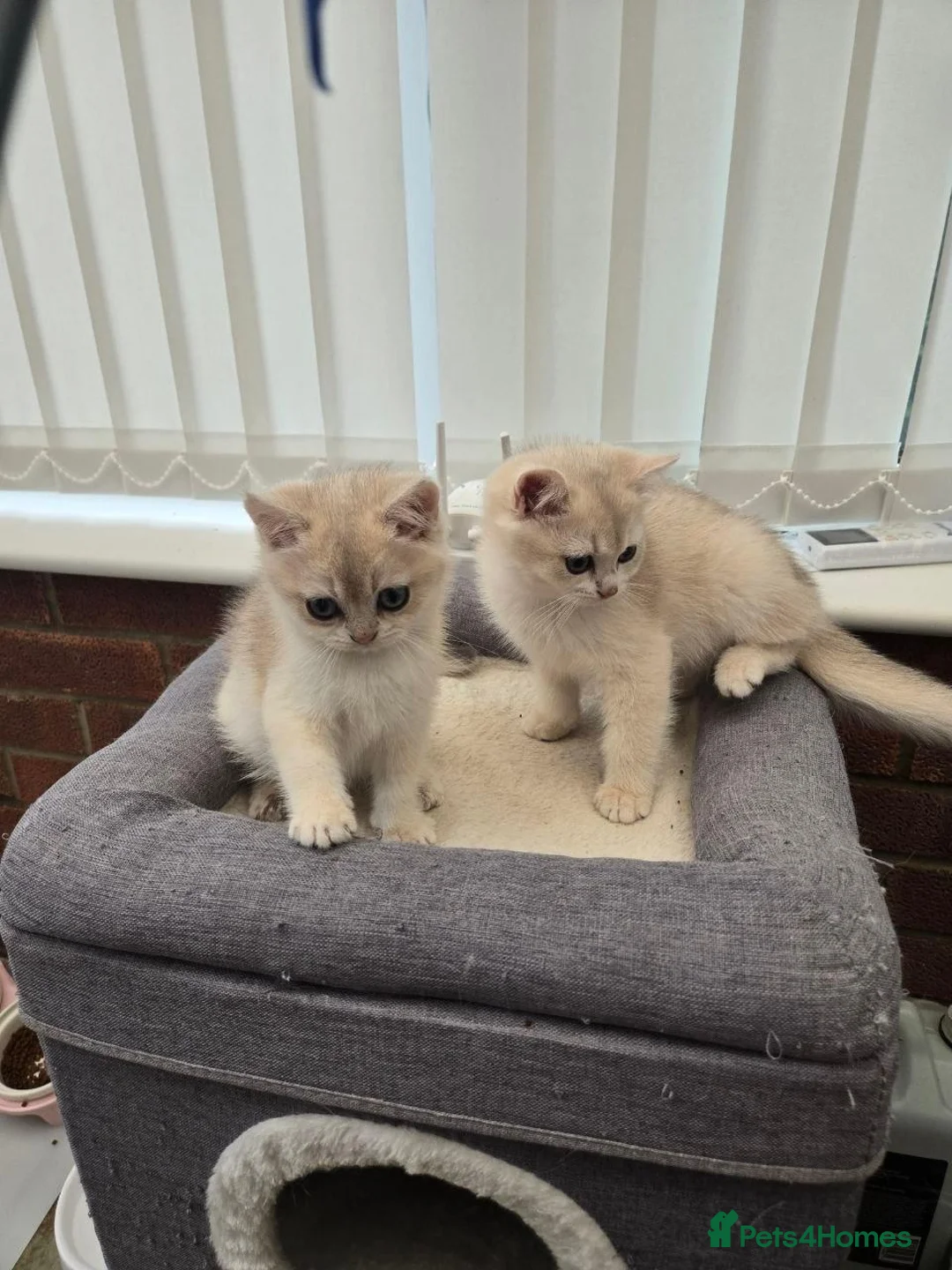 British Shorthair cats for sale: British blue chinchilla pedigree from champion  - Advert 2