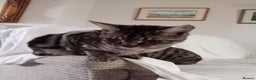 Savannah cats for sale: Full Pedigree & TICA Reg F5 Marble Savannah Kitten - Advert 32