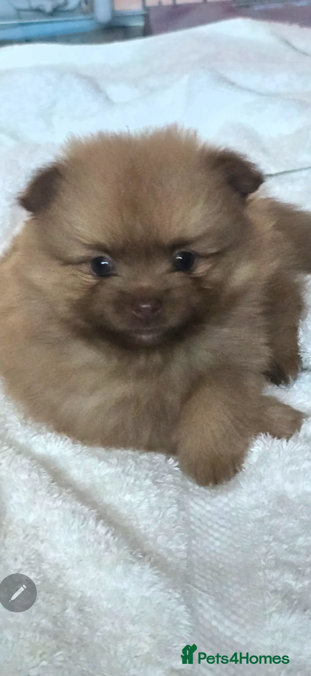 Pomeranian dogs for sale: Pomeranian teddyfaced puppies in Liverpool - Advert 1