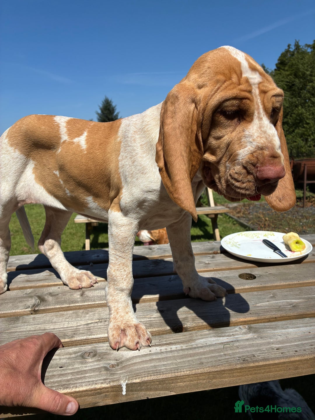 Bracco Italiano dogs for sale: Lovely female Bracco  - Advert 5