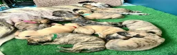 Whippet dogs for stud: PEDIGREE KC REGISTERED WHIPPET AT STUD - Advert 3