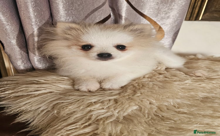 Pomeranian dogs - Advert 7