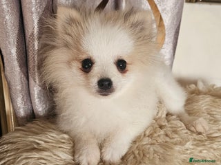 Pomeranian dogs - Advert 9