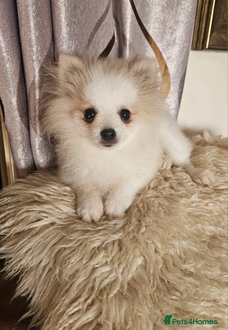 Pomeranian dogs - Advert 7