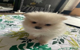 Pomeranian dogs for sale: Pomeranian Puppies – Ready Soon  - Image 4