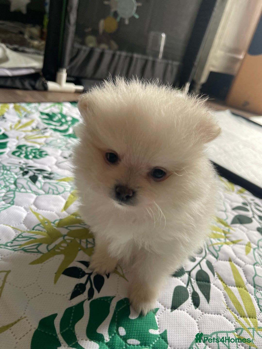Pomeranian dogs for sale: Pomeranian Puppies – Ready Soon  - Image 4