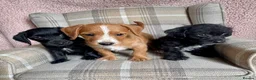 Jackapoo dogs for sale: Jackapoo puppies - Advert 1