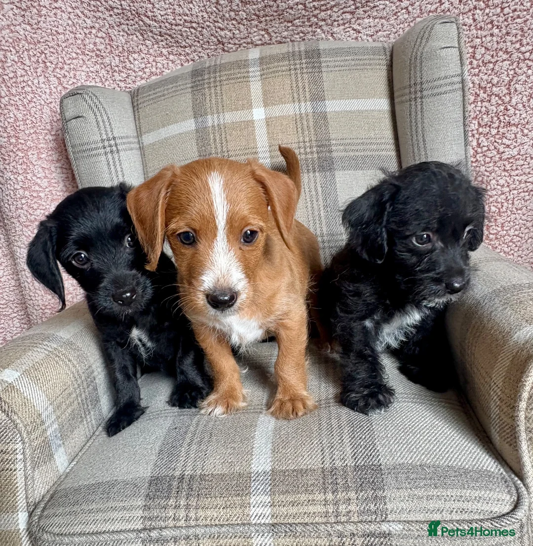 Jackapoo dogs for sale: Jackapoo puppies - Advert 1