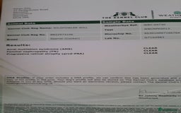 Cocker Spaniel dogs for sale: COCKER SPANIELS - Advert 20