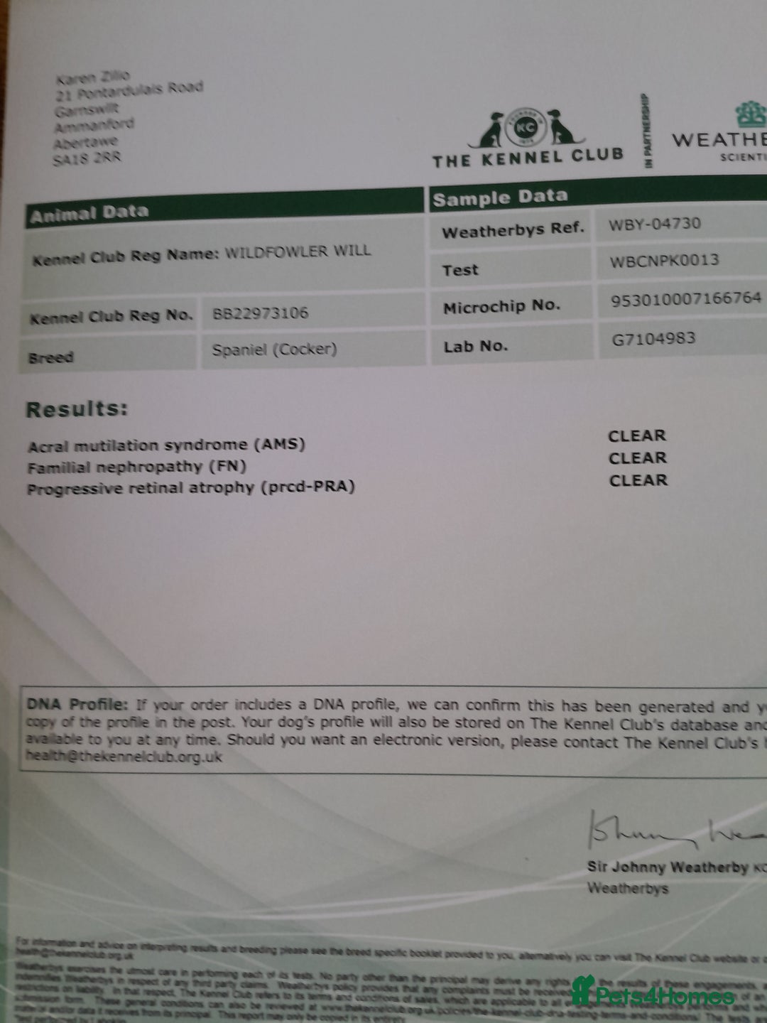 Cocker Spaniel dogs for sale: COCKER SPANIELS - Advert 20