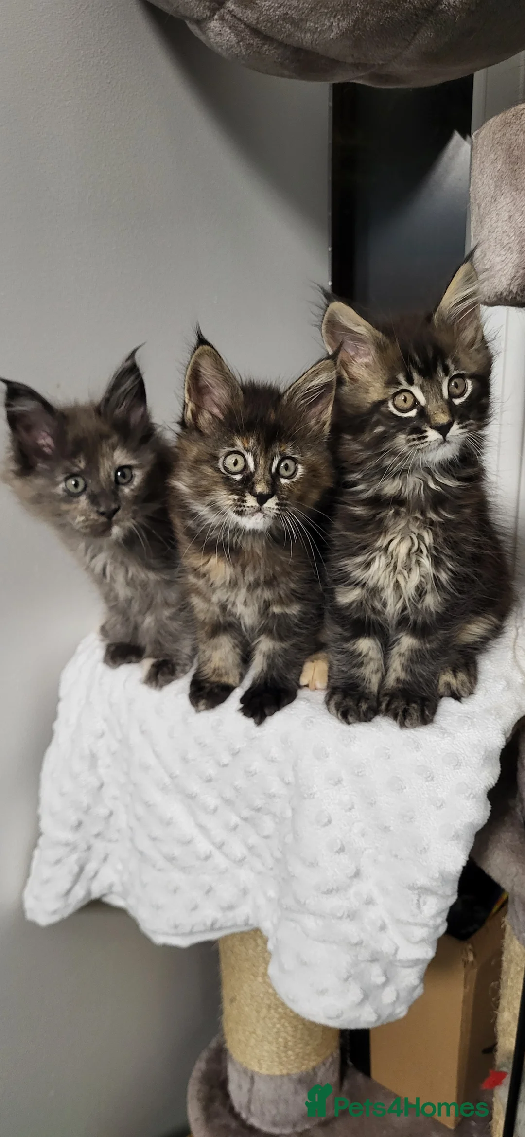 Maine Coon cats for sale: GCCF - Maine Coon Kittens - Advert 1