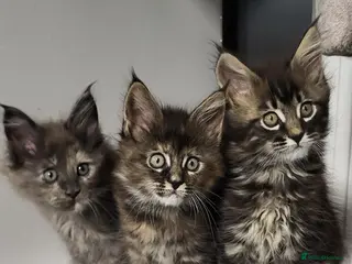 Maine Coon cats GCCF - Maine Coon Kittens - Advert 1