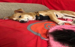 Mixed Breed dogs for adoption: ❤🐶 Lalia – A Delicate Love-Bug  🐶❤ - Image 6