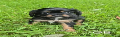 Cavalier King Charles Spaniel 6