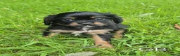 Cavalier King Charles Spaniel dogs for sale: Health Tested KCReg Cavalier King Charles Spaniel - Advert 7