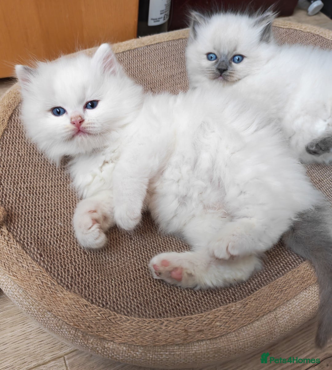 Ragdoll cats for sale: GCCF REGISTER KITTENS  - Advert 16