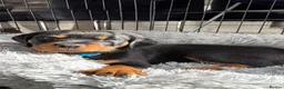 Rottweiler dogs for sale: Rottweiler Pup - Advert 1