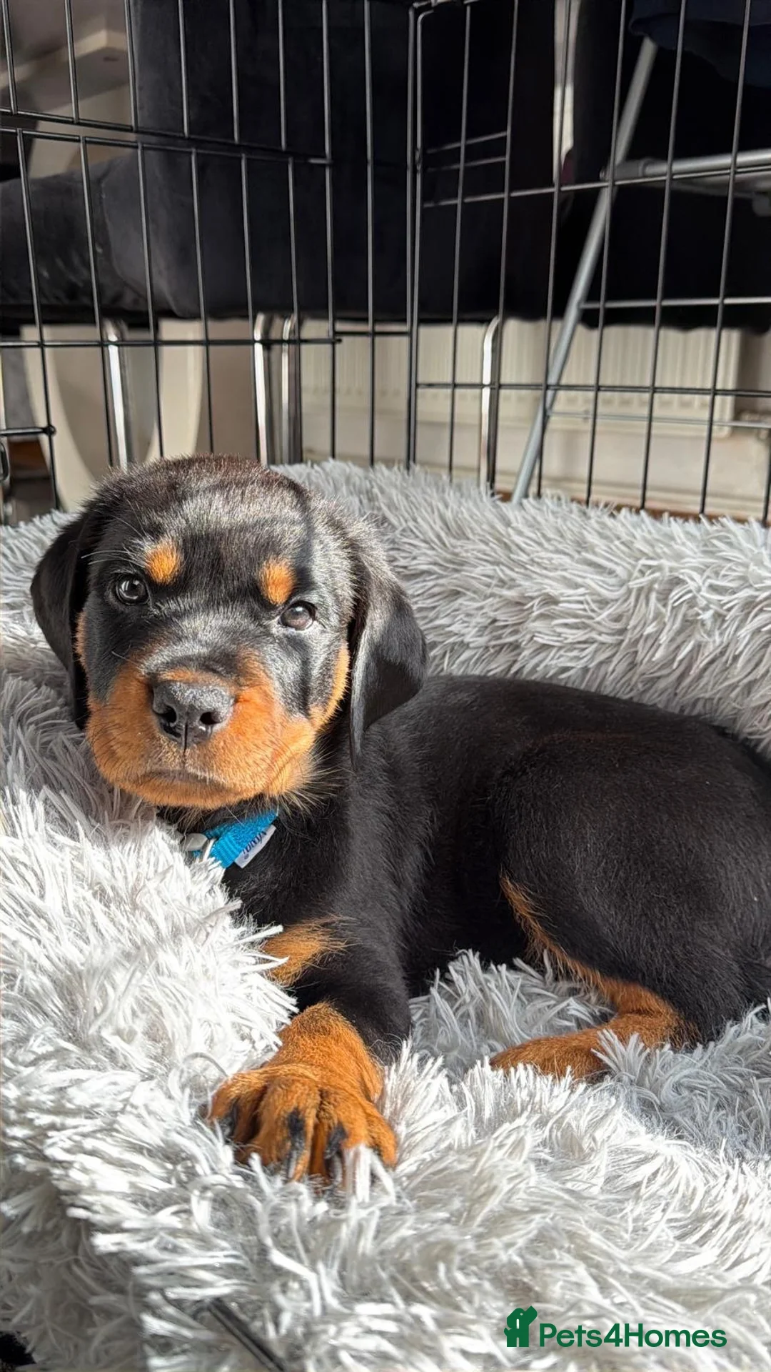 Rottweiler dogs for sale: Rottweiler Pup - Advert 1