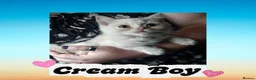 British Shorthair cats for sale: 🖤💜 British Shorthair Kittens 💜🖤 - Advert 3