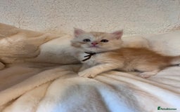 Maine Coon cats for sale: Maine coon kitten  - Image 27