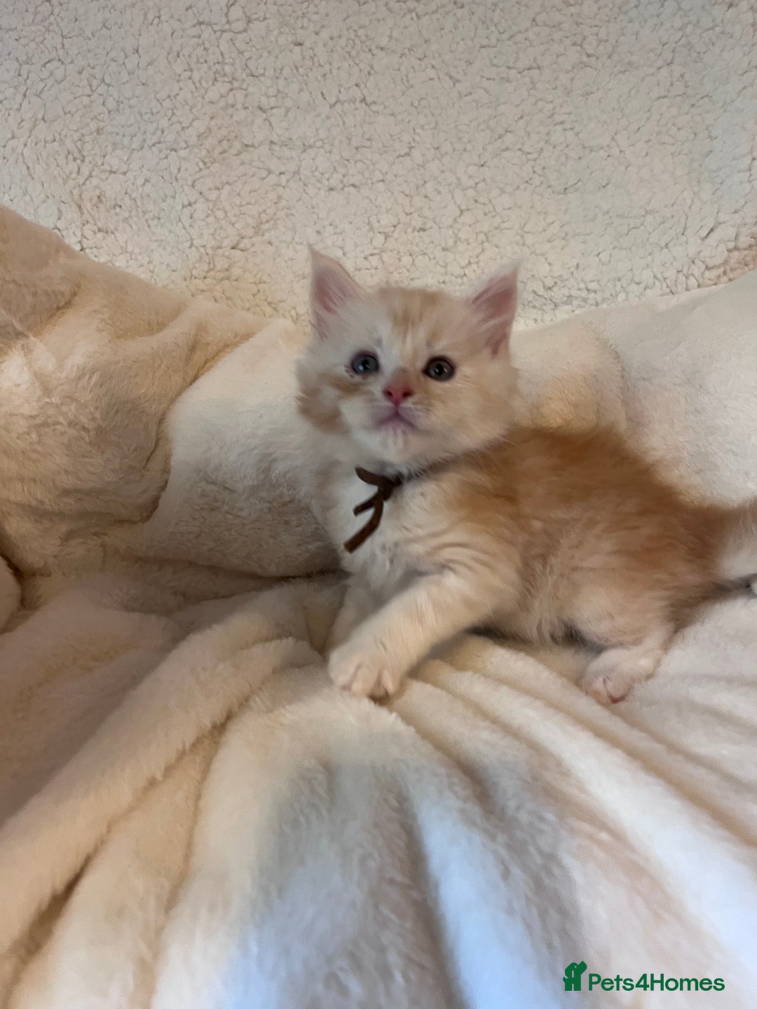 Maine Coon cats for sale: Maine coon kitten  - Image 27