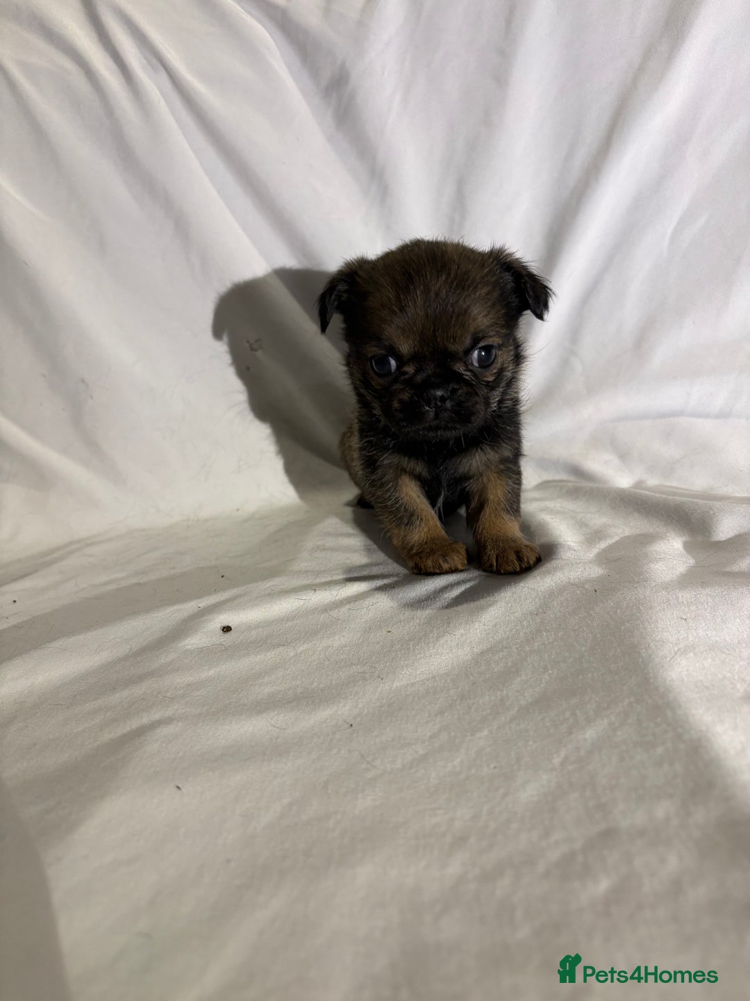 Griffon Bruxellois dogs for sale: Brussels griffons  - Advert 21