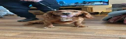 Cocker Spaniel dogs for sale: Bertie is looking for a new home!  - Advert 2