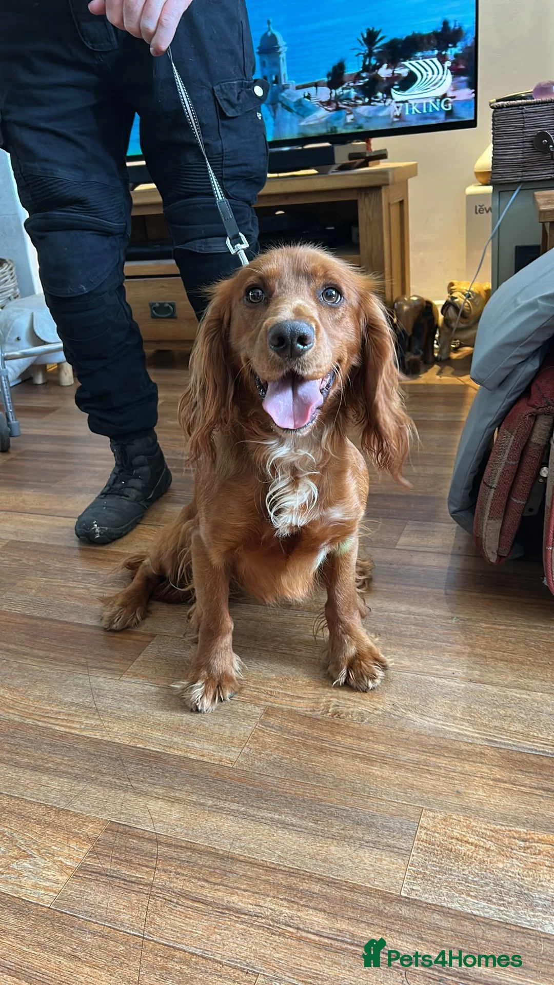 Cocker Spaniel dogs for sale: Bertie is looking for a new home!  - Advert 2