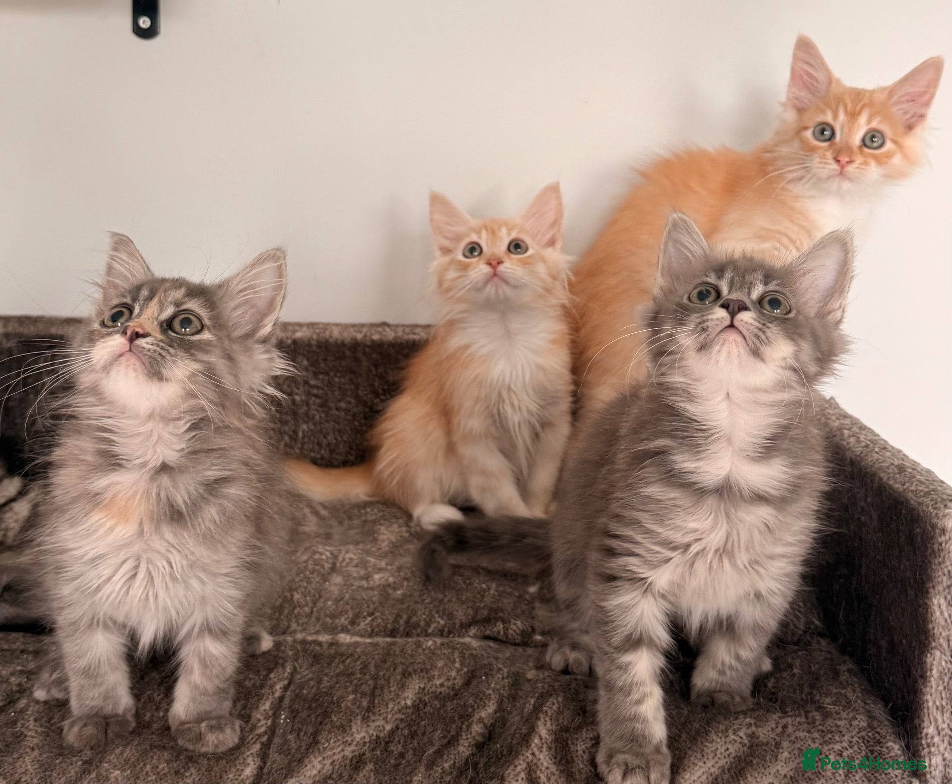 Siberian cats NEW LITTERS imported lines Siberian kittens - Advert 1