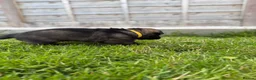 German Shepherd dogs for sale: 🐾 German Shepherd Puppies – ready 18th July - Advert 36
