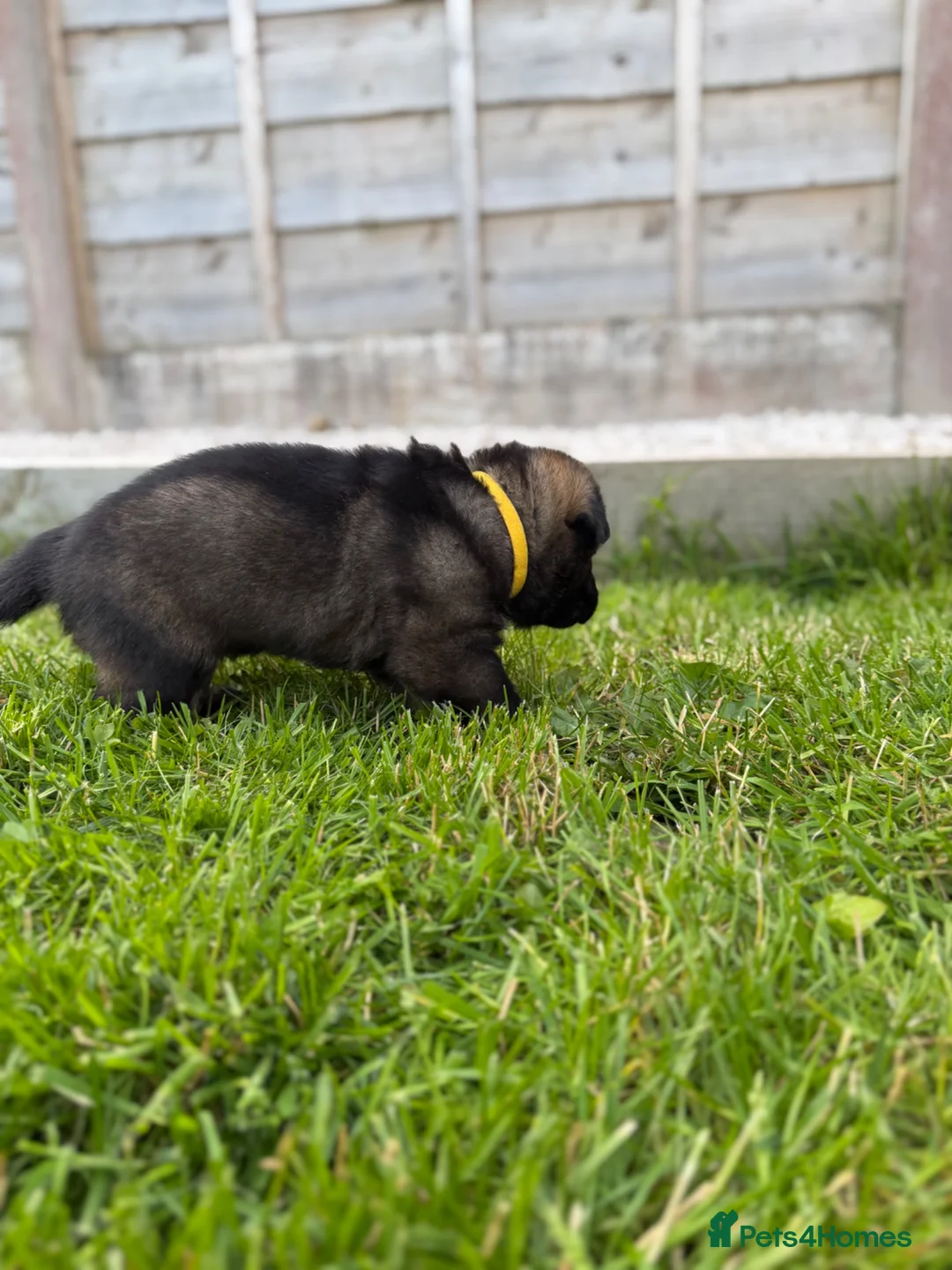 German Shepherd dogs for sale: 🐾 German Shepherd Puppies – ready 18th July - Advert 36
