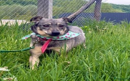 Mixed Breed dogs for adoption: 💖🐶 POLA 🐶💖 - Image 6
