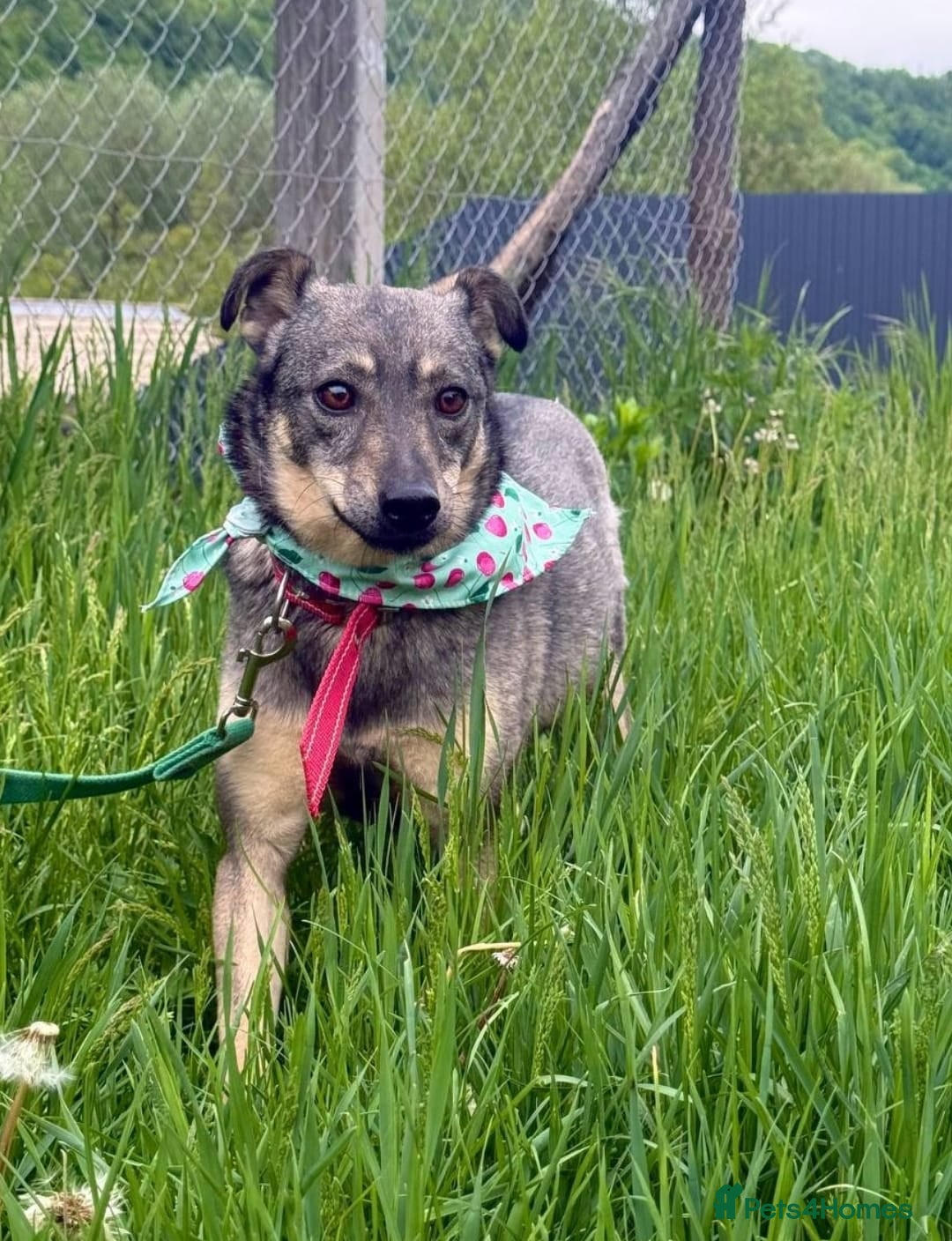 Mixed Breed dogs for adoption: 💖🐶 POLA 🐶💖 - Image 6