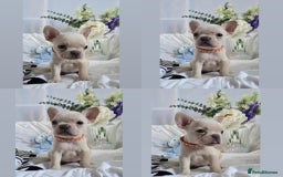 French Bulldog dogs for sale: 10 weeks old KC registered French bulldog puppies  - Image 3