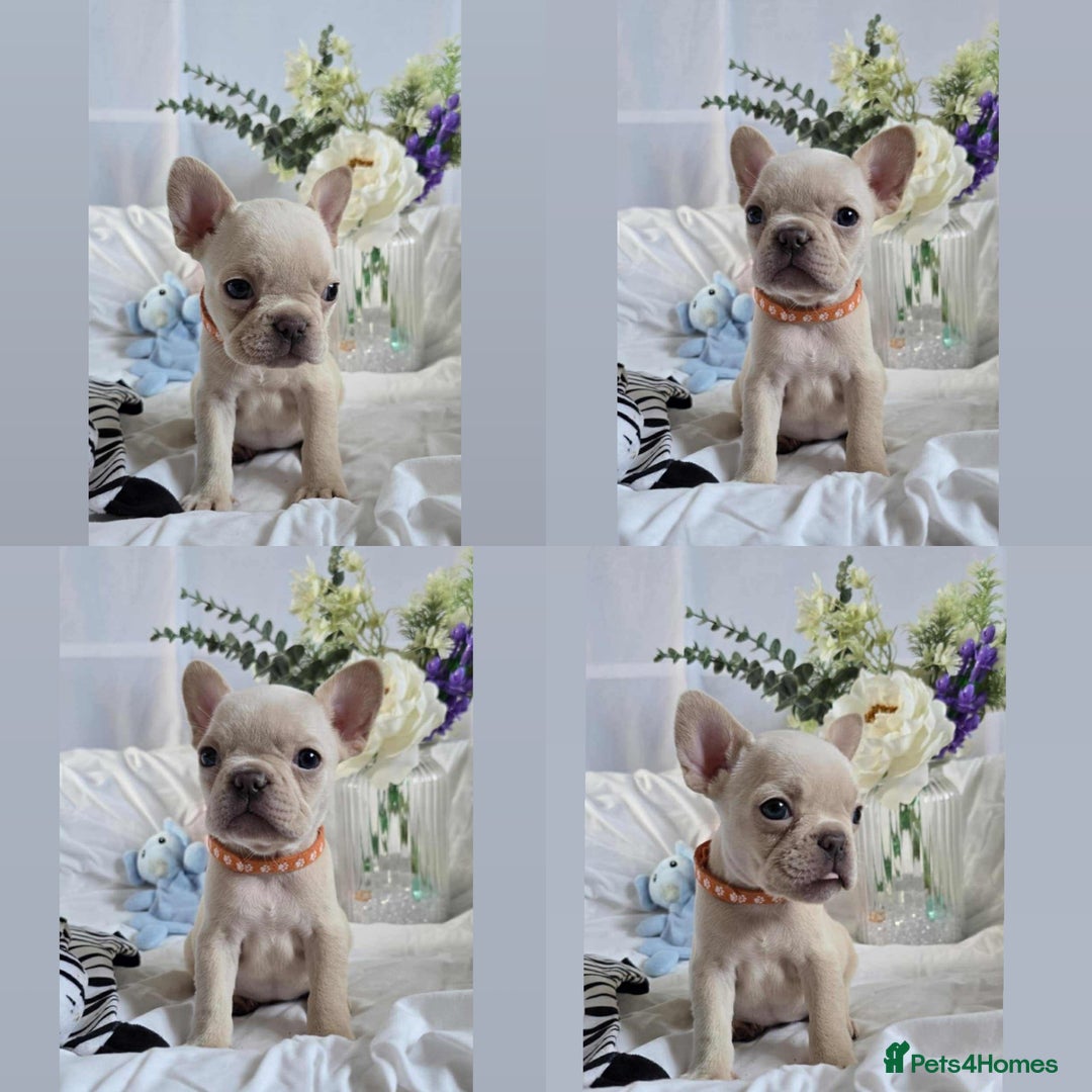 French Bulldog dogs for sale: 10 weeks old KC registered French bulldog puppies  - Image 3