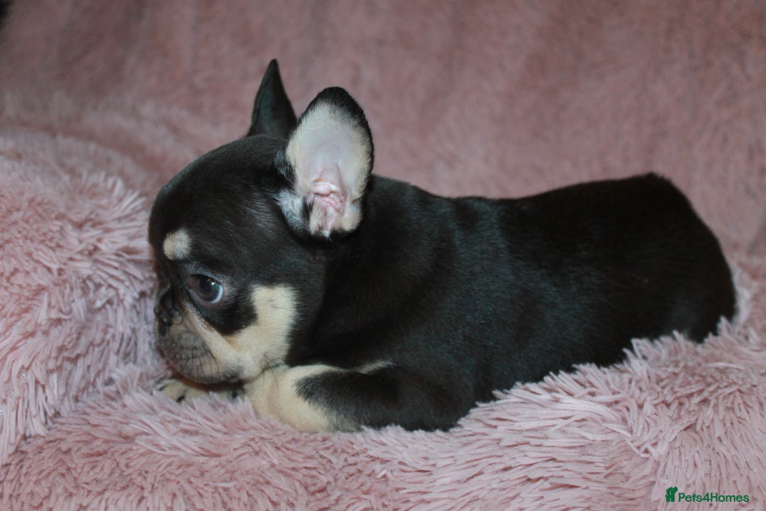 French Bulldog dogs for sale: ULTRA RARE - RAINBOW LITTER NON FLUFFY FRENCHIES - Advert 29