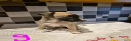 Mixed Breed dogs for sale: Saluki bull greyhound × Belgium malinois  - Advert 7