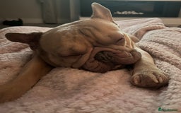 French Bulldog dogs for sale: Reggie - French bulldog  - Image 7