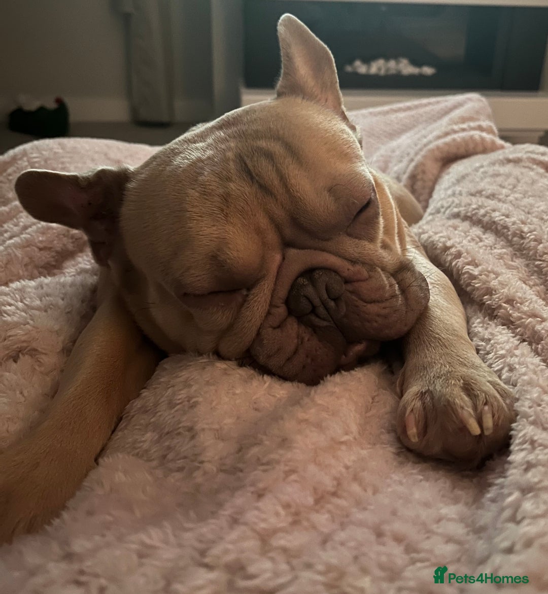 French Bulldog dogs for sale: Reggie - French bulldog  - Image 7