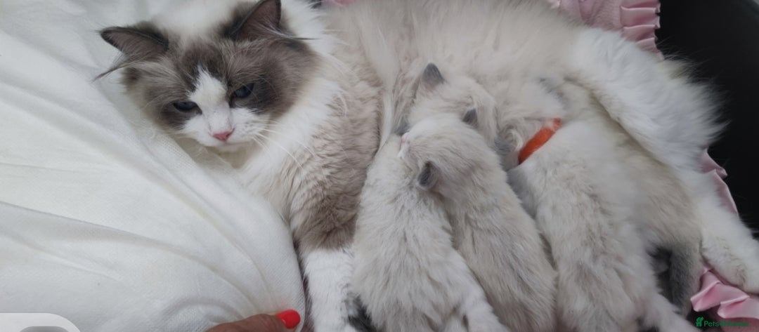 Ragdoll cats for sale: Stunning Ragdoll kittens .TICA registered  - Advert 7