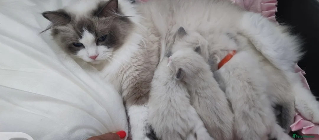 Ragdoll cats for sale: Stunning Ragdoll kittens .TICA registered  - Advert 12