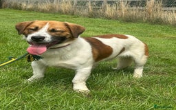 Mixed Breed dogs for adoption: Diego. Badersfield Norfolk  - Image 2