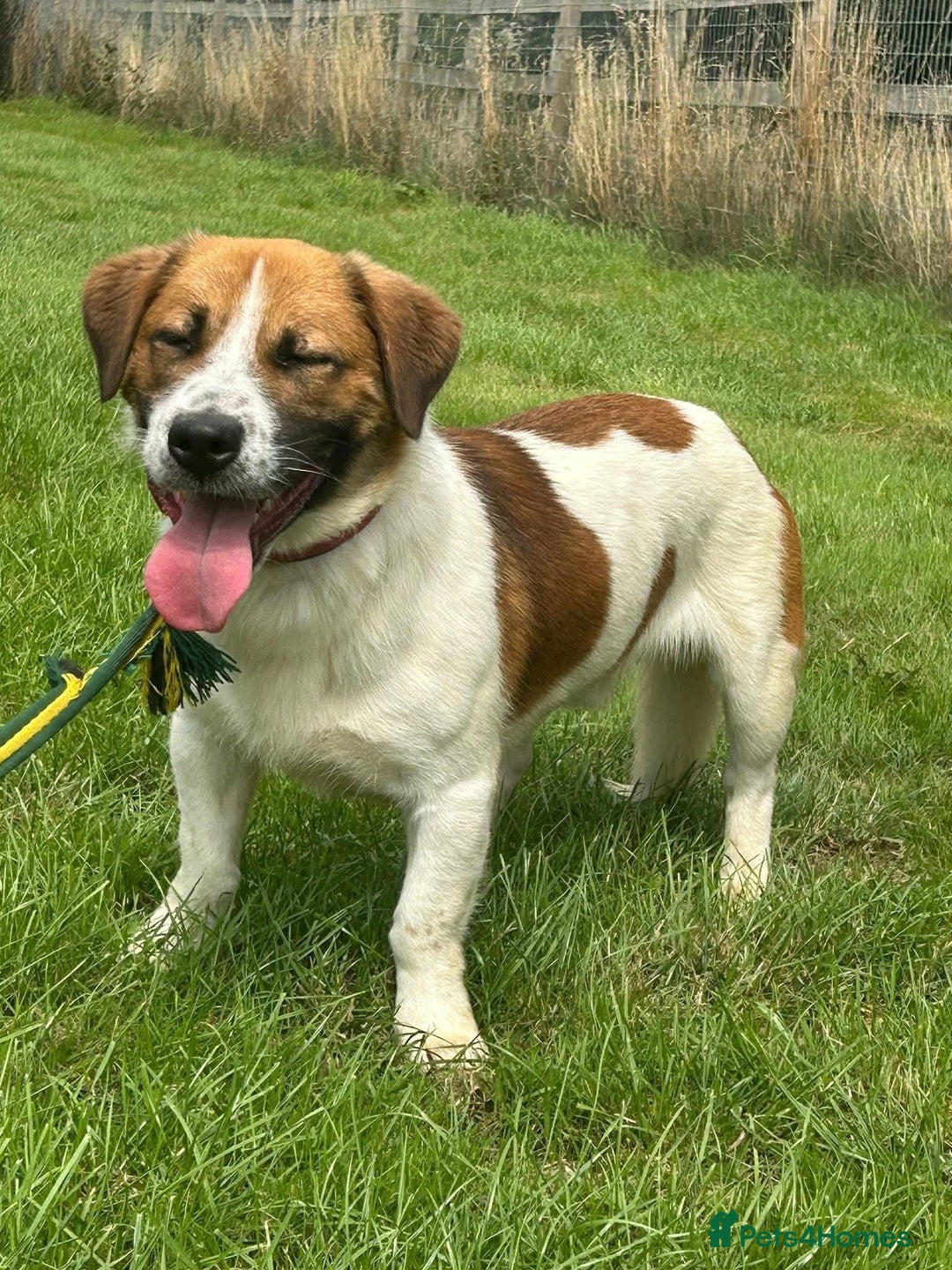 Mixed Breed dogs for adoption: Diego. Badersfield Norfolk  - Image 2