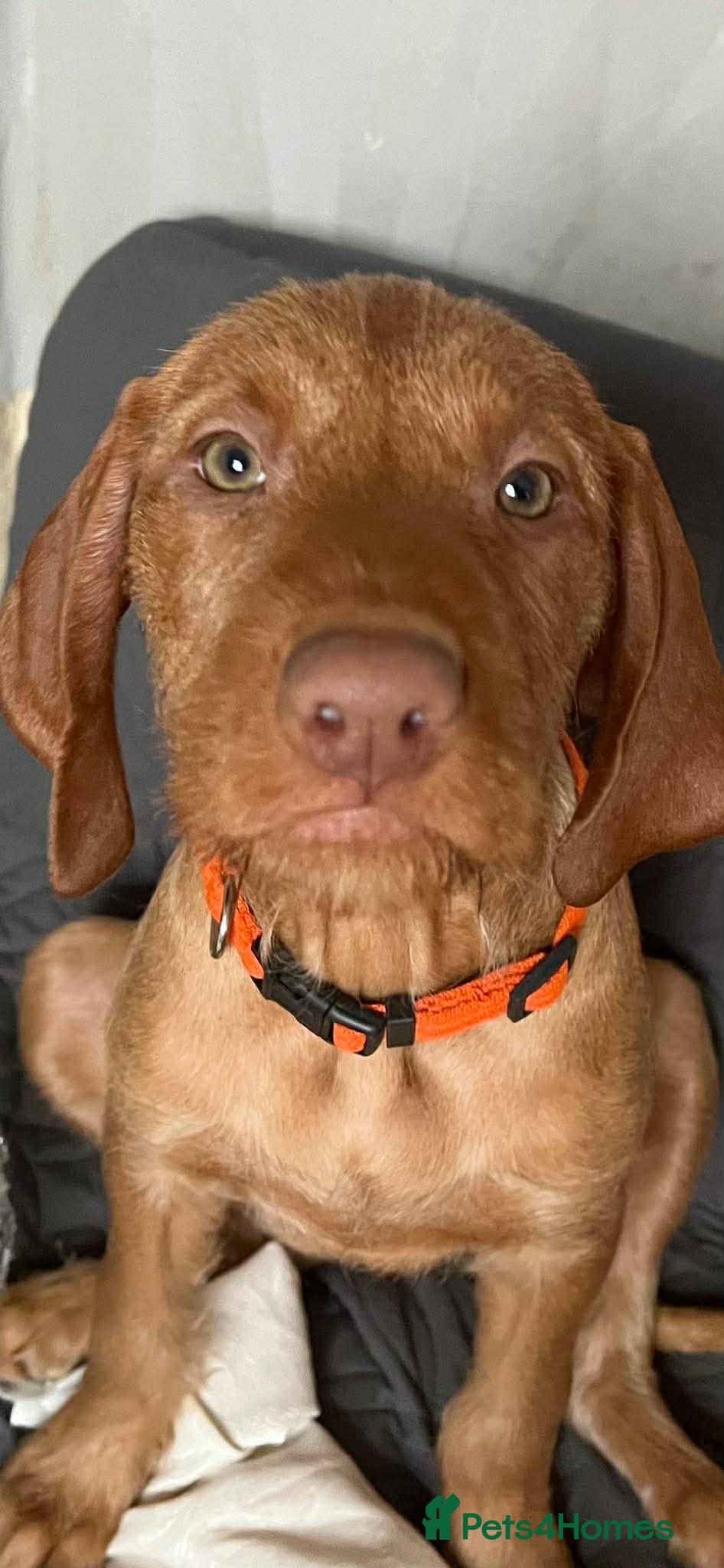 Hungarian Vizsla dogs Extra Ordinary Hungarian Vizsla Puppy READY NOW - Advert 8