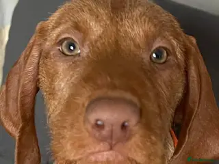 Hungarian Vizsla dogs Extra Ordinary Hungarian Vizsla Puppy READY NOW - Advert 8