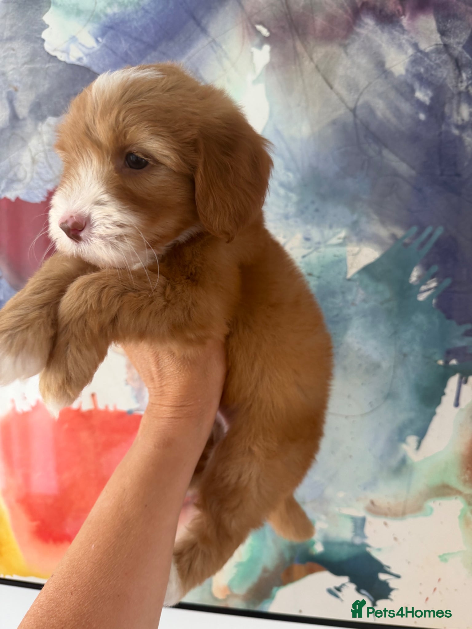 Goldendoodle dogs Red and White Miniature Doodle Boy  Licensed  - Advert 6