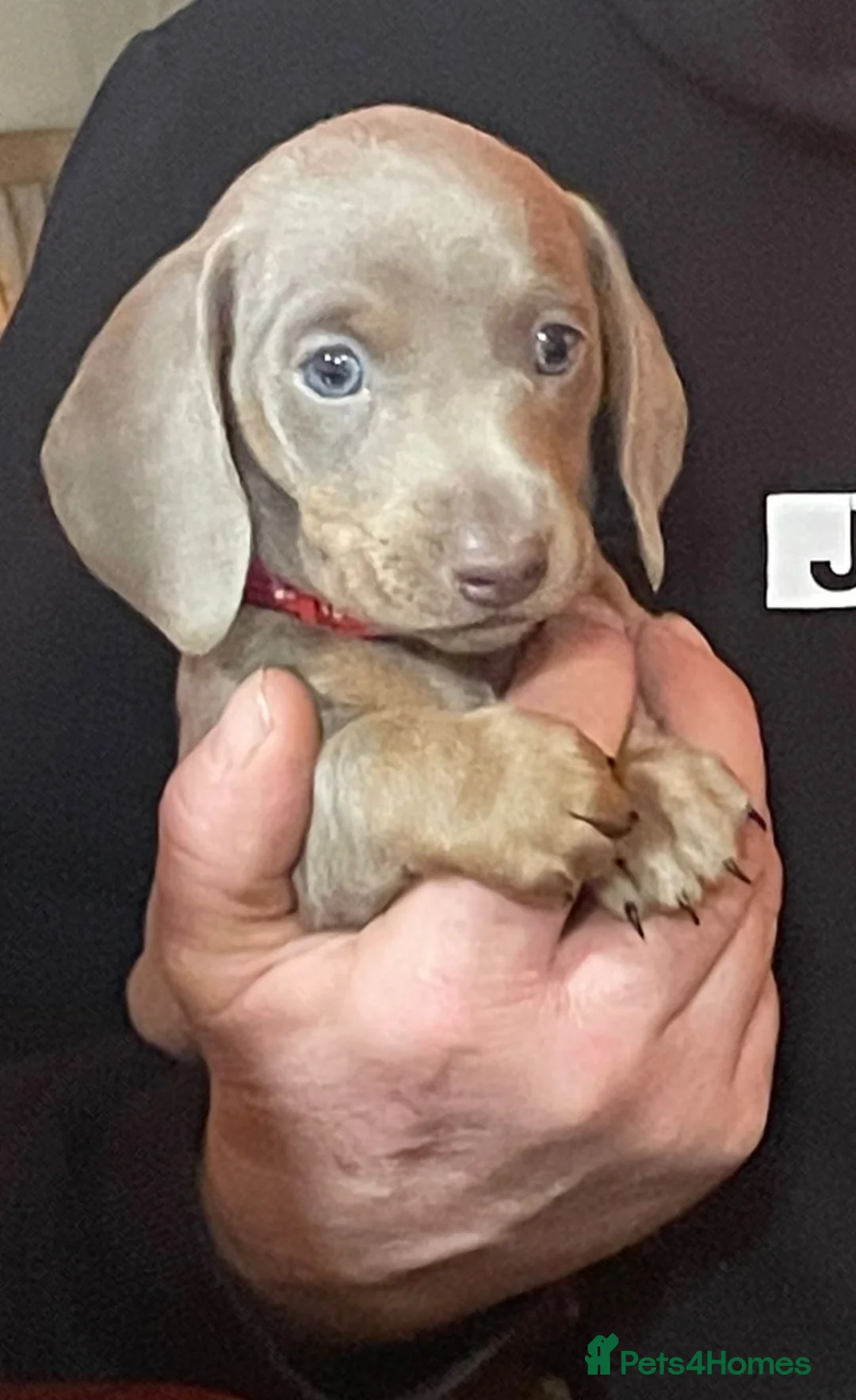 Miniature Dachshund dogs for sale: Miniature dashound male  - Advert 2