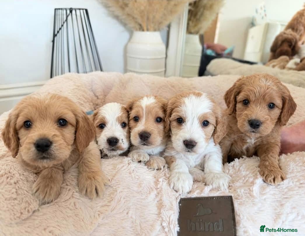 Cockapoo dogs for sale: F2 Cockapoos from sale - Advert 4