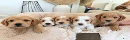 Cockapoo dogs for sale: F2 Cockapoos from sale in Stockton-on-Tees - Advert 1